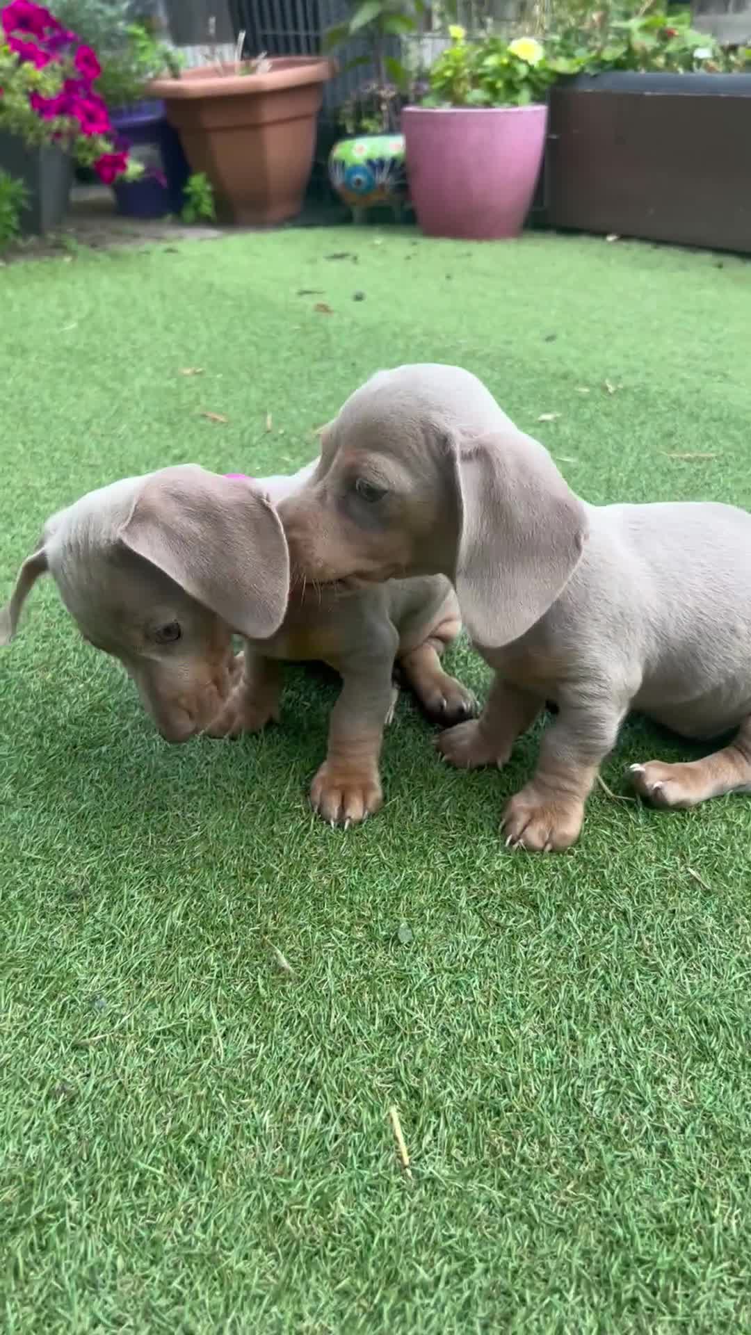 Dachshund dogs for sale: Miniature Isabella Tan Smooth Coat Dachshunds - Video 3