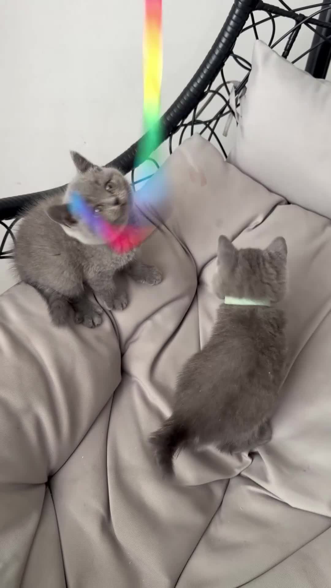 British Shorthair cats for sale: Pure BSH Blue - Ready Now  - Video 2