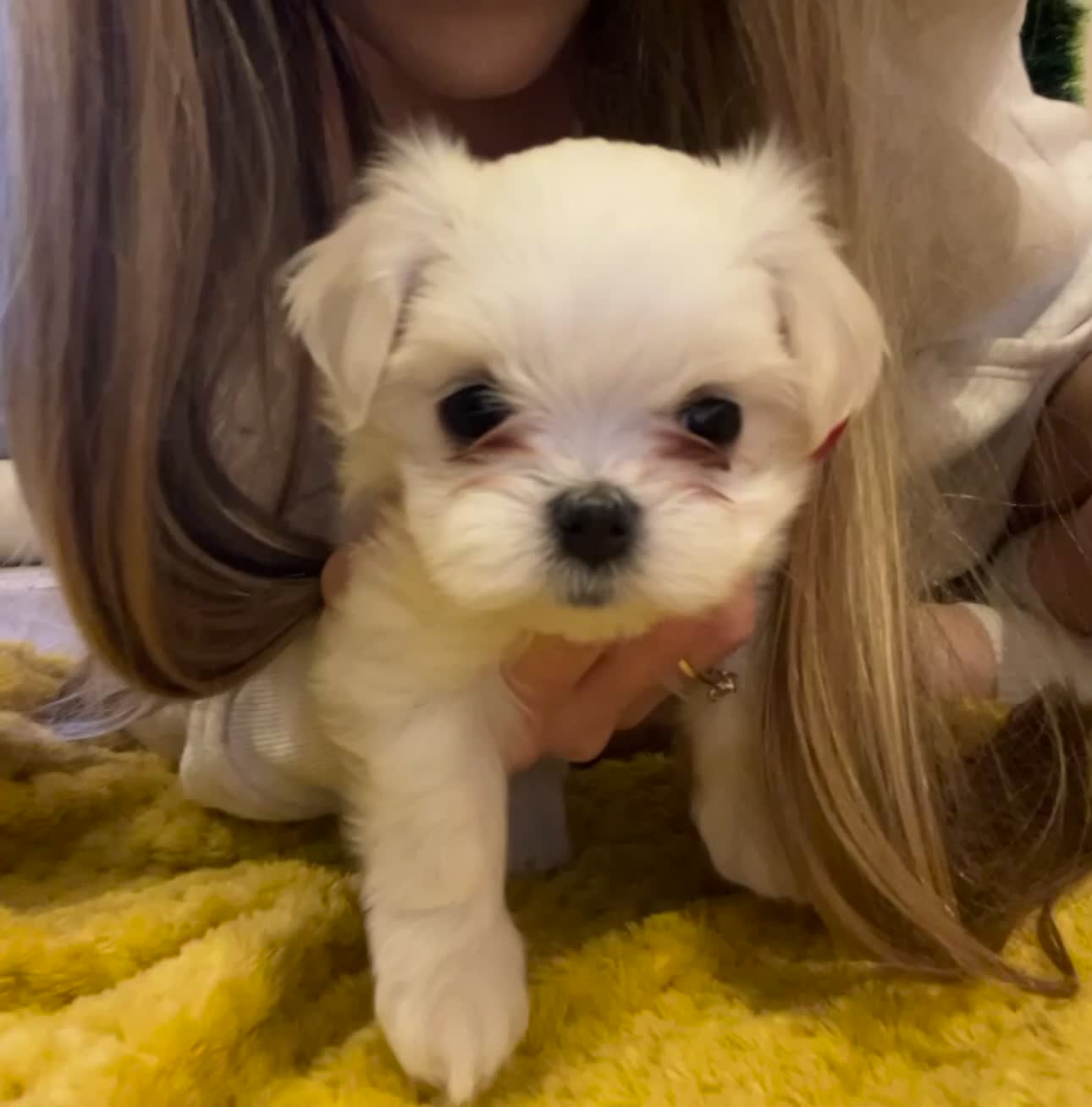 Maltese dogs for sale: Beautiful Maltese puppies home raised & socialised - Video 2