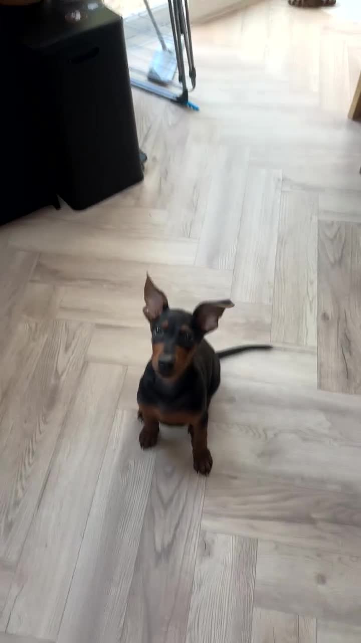 Chinese Red Dog dogs for sale: Chinese Red Dog Puppy  - Video 1