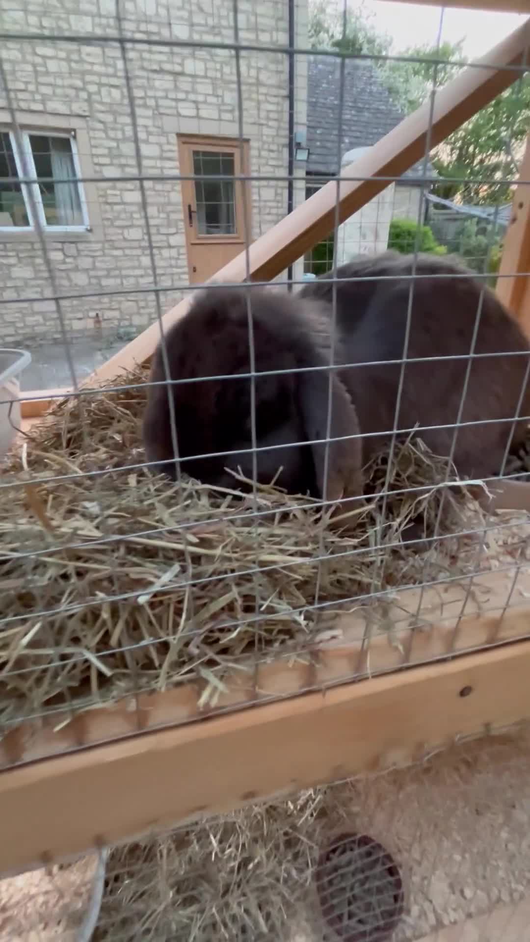 Mini Lop rabbits for sale: Two bonded mini lops for rehoming - Video 2
