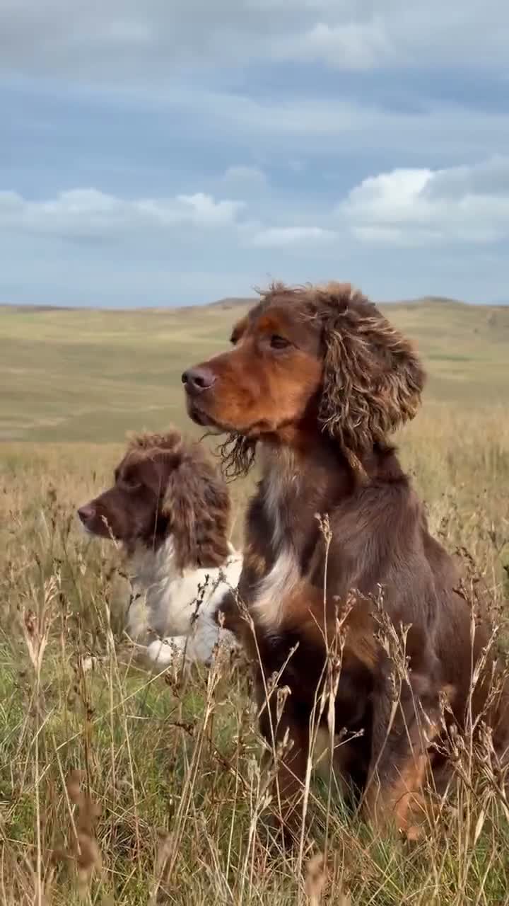 Cocker Spaniel dogs for stud: Working tri coloured cocker spaniel.  - Video 1