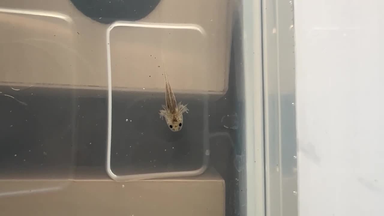 Axolotl reptiles for sale: Baby Axolotls  rehoming - Video 3