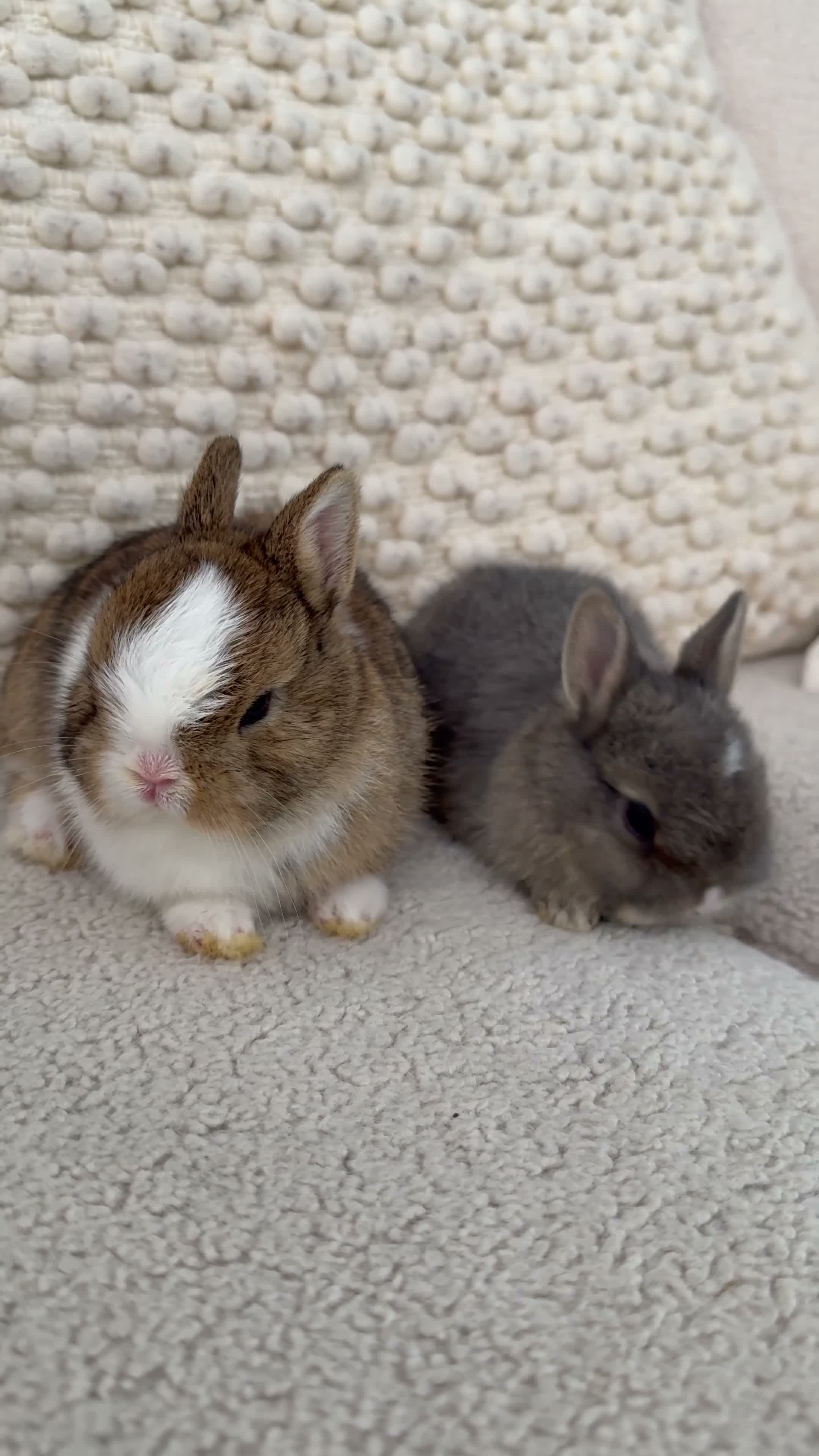 Netherland Dwarf rabbits for sale: Cute and cuddly Netherland Dwarf bunnies - Video 1