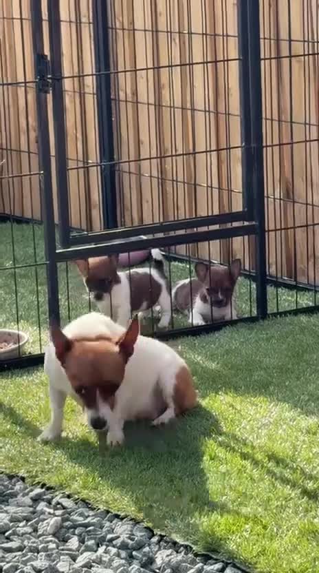 Jack Russell dogs for sale: Beautiful  **  boy in Wrexham - Video 3