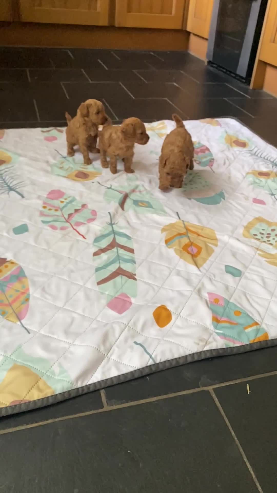 Toy Poodle dogs for sale: ⭐️ Licensed Breeder ⭐️ Toy Poodles Show Lines - Video 1