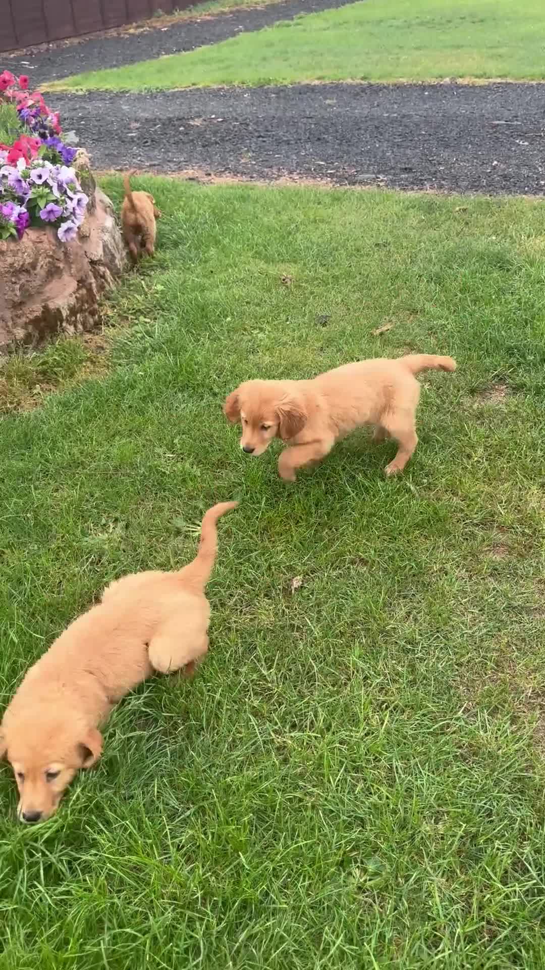 Golden Retriever dogs for sale: Dark fox red KC golden retriever puppies - Video 1