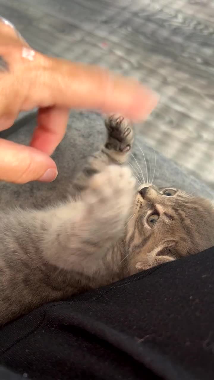 Mixed Breed cats for sale: Blue cross bengal  - Video 1