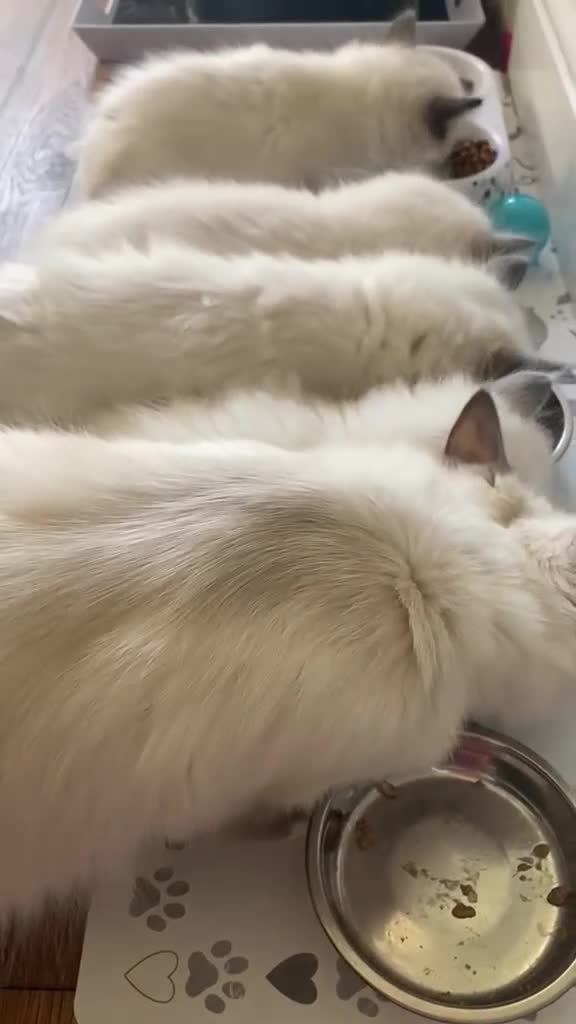 Ragdoll cats for sale: GCCF Best of Breed & Champion Bloodline Ragdolls🏆 - Video 2