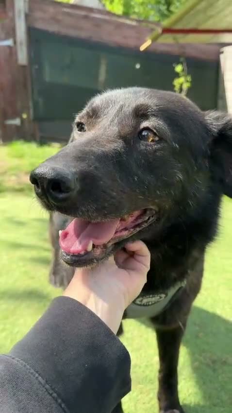 Mixed Breed dogs for adoption: Jimbo - Video 1