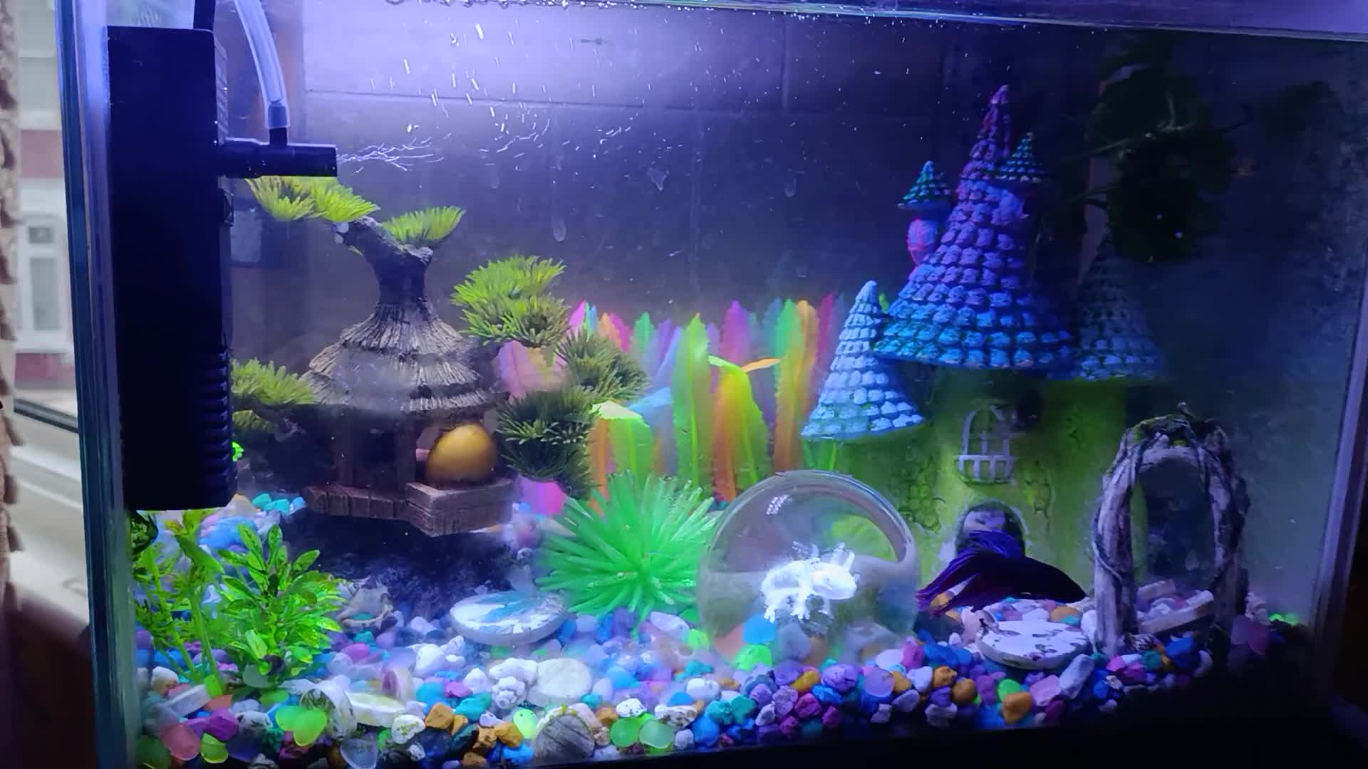 Fancy Goldfish fish for sale: ✨🐬🦪🪼 Stunning Ready-to-Go Aquarium Set  - Video 3