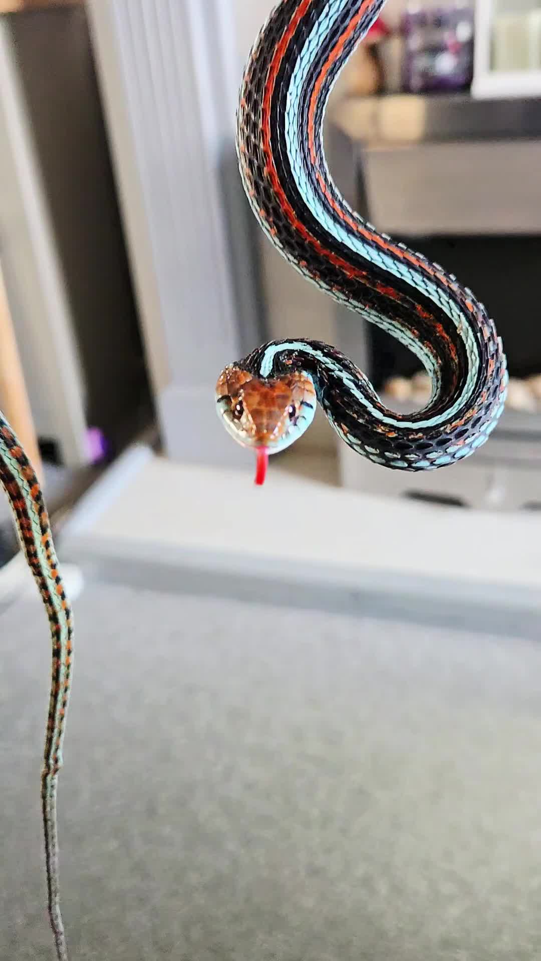 Garter Snake reptiles for sale: San Francisco Garter Snake for sale - Video 1