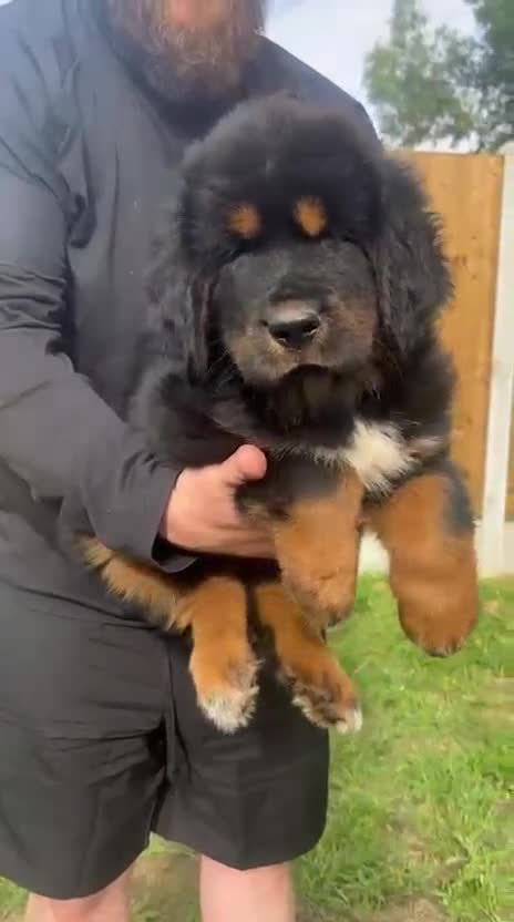 Tibetan Mastiff dogs for sale: 6 Tibetan Mastiff Puppies - Video 2