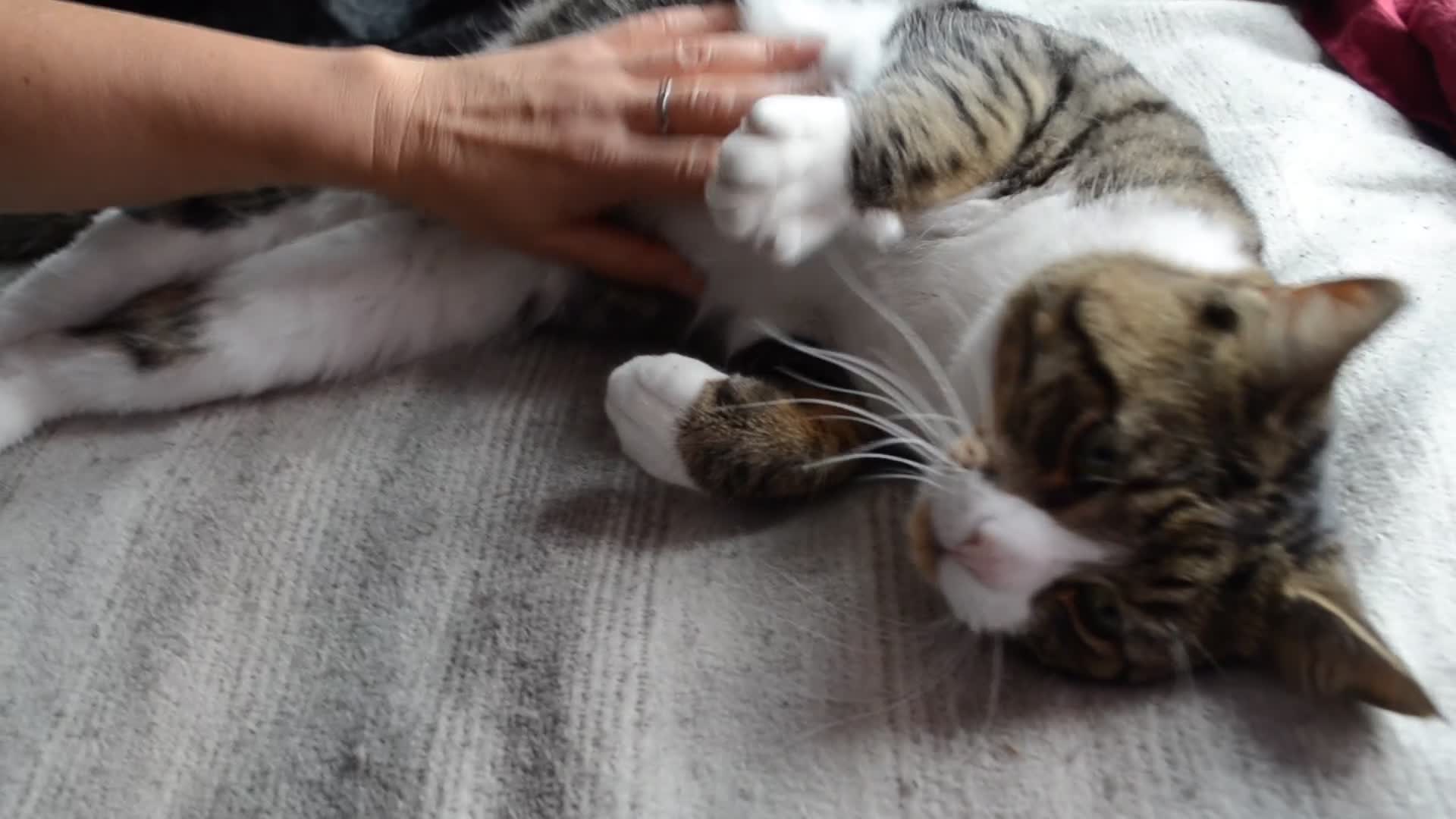 Mixed Breed cats for sale: a male cat  - Video 3