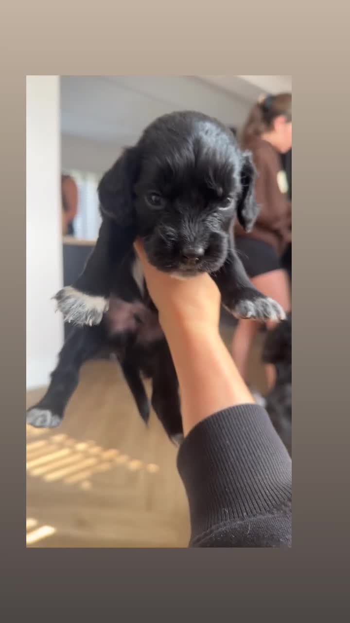 Cocker Spaniel dogs for sale: Working cocker spaniel pups - Video 2