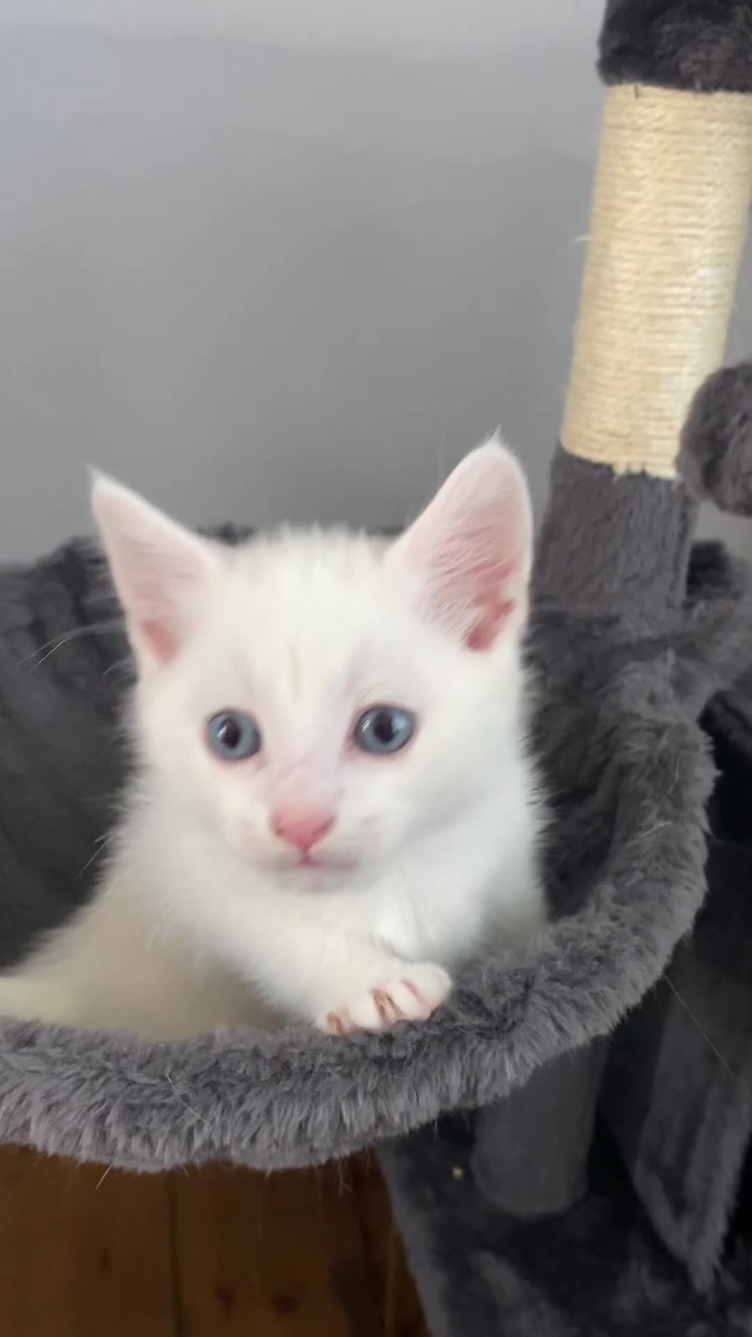 Bengal cats for sale: Snow Bengal/ khao manee kittens - Video 4