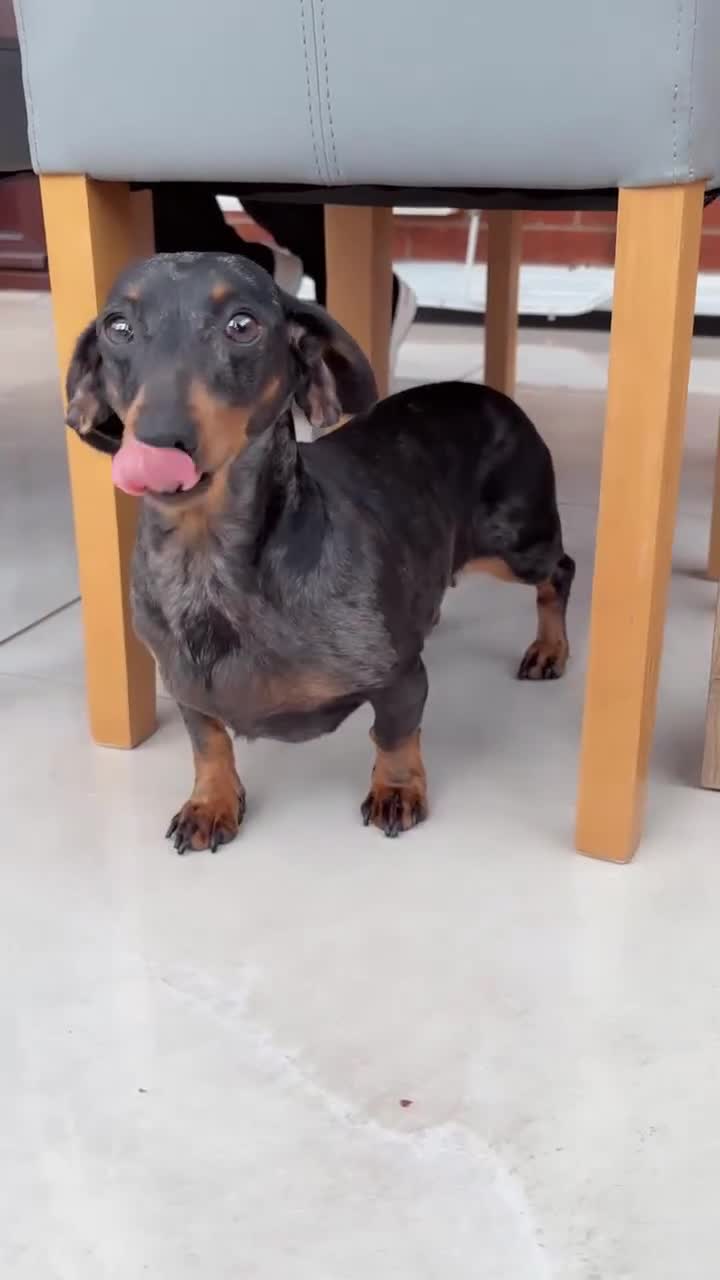 Cockapoo dogs for sale: Cocapoo dachund - Video 3