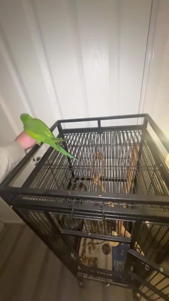 Parakeets birds for sale: Moustache parakeet  - Video 3