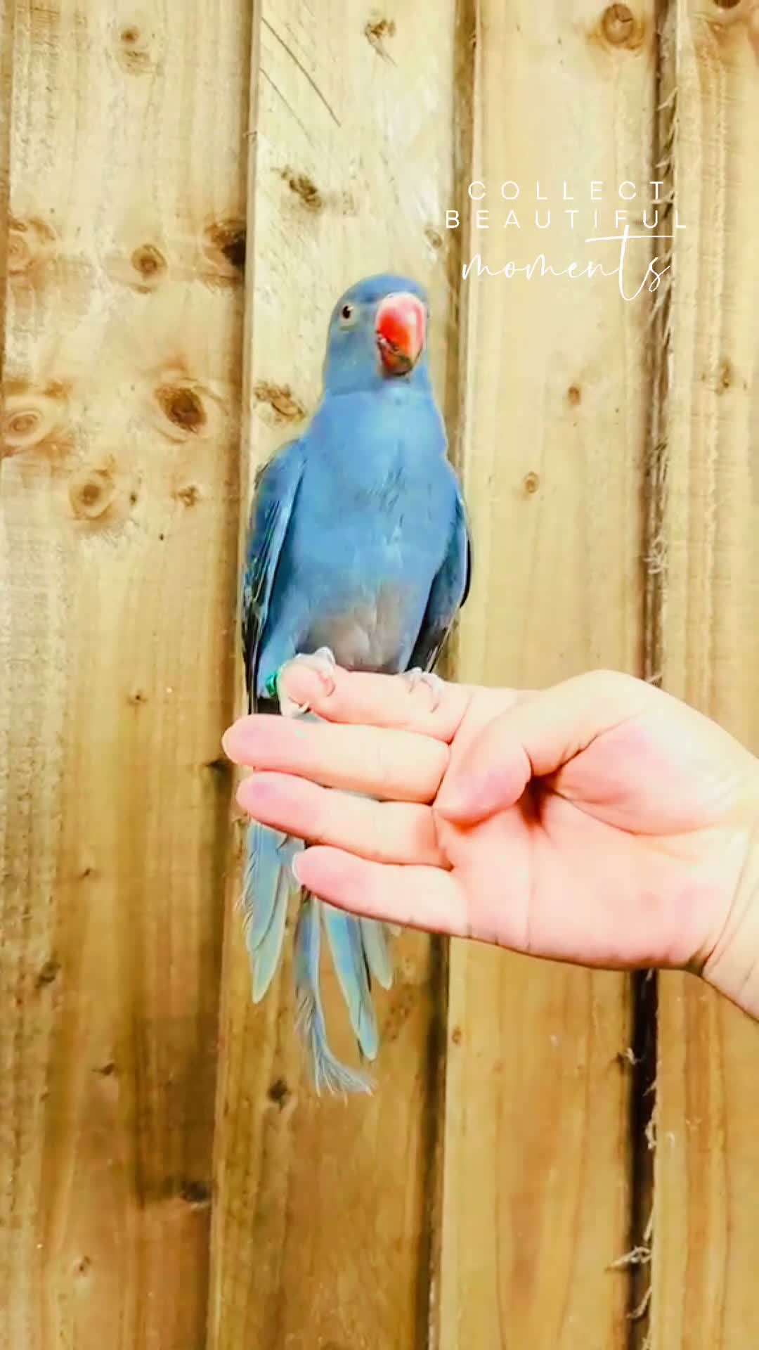 Ringnecks birds for sale: Baby Ringneck - Video 1