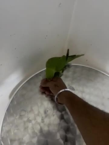 Parrots birds for sale: Ring neck parrot  - Video 1