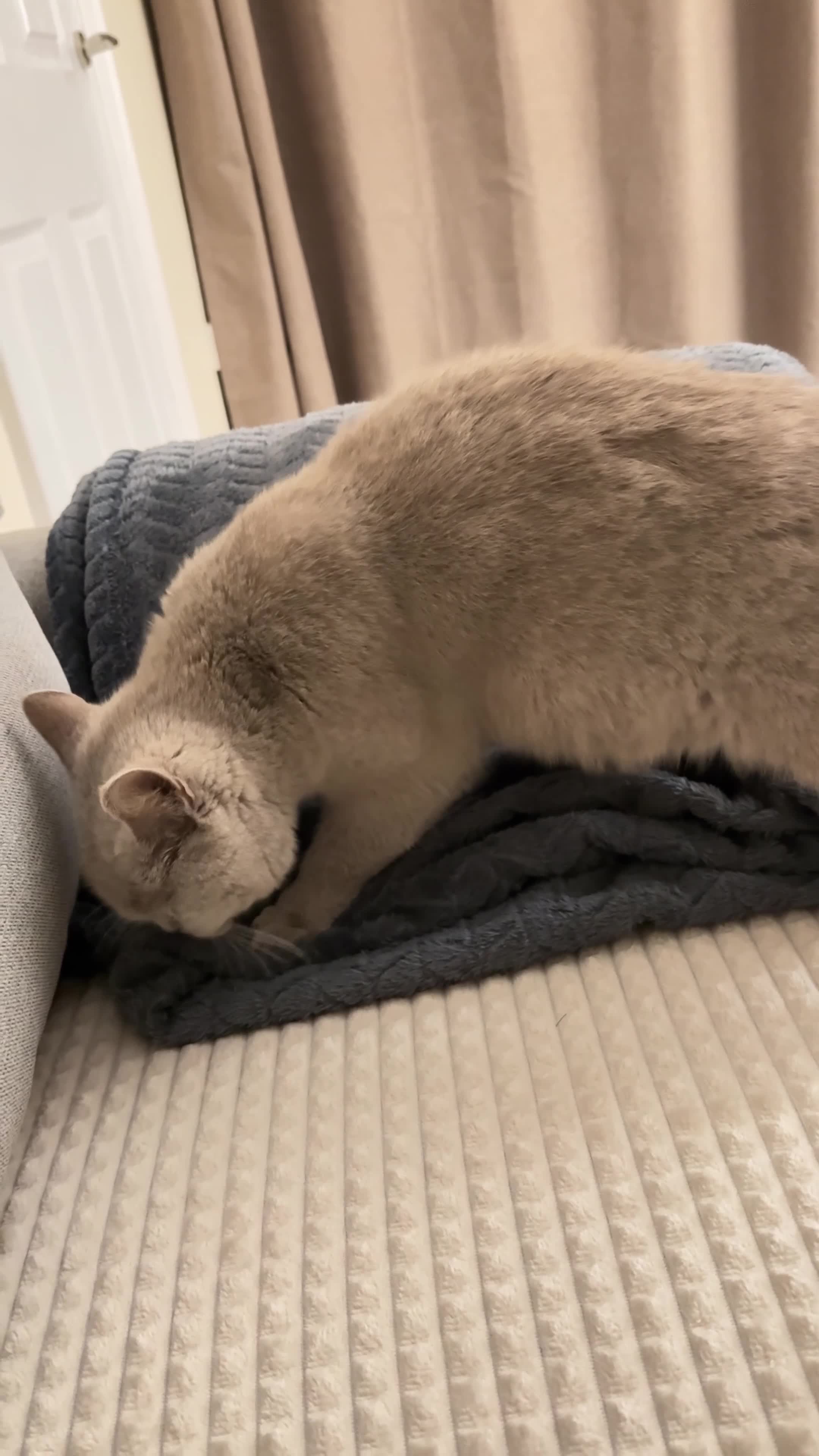 British Shorthair cats for sale: Gorgeous Lilac BSH  - Video 1