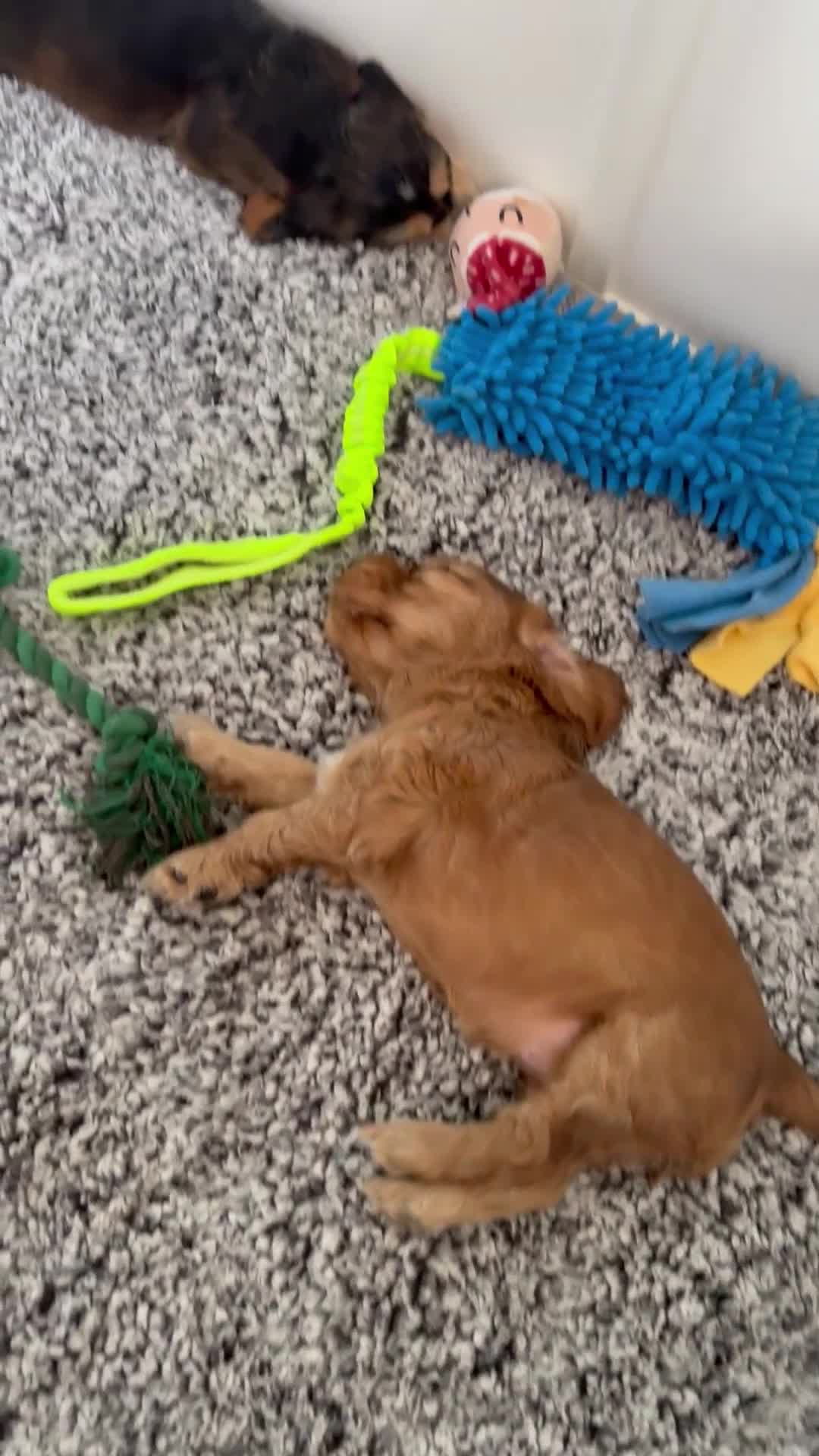 Cocker Spaniel dogs for stud: MALE COCKER SPANIEL STUD in Southend-on-Sea - Video 1