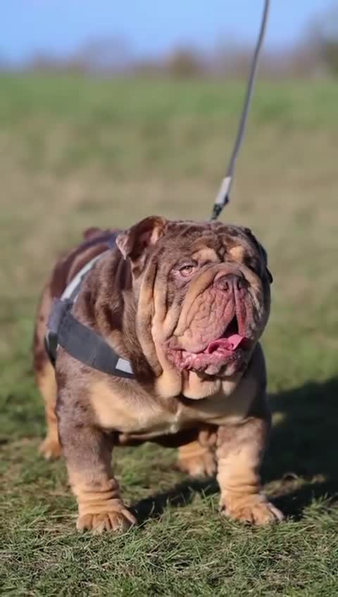 English Bulldog dogs for stud: Mr. Emperor 🍫 - Video 5