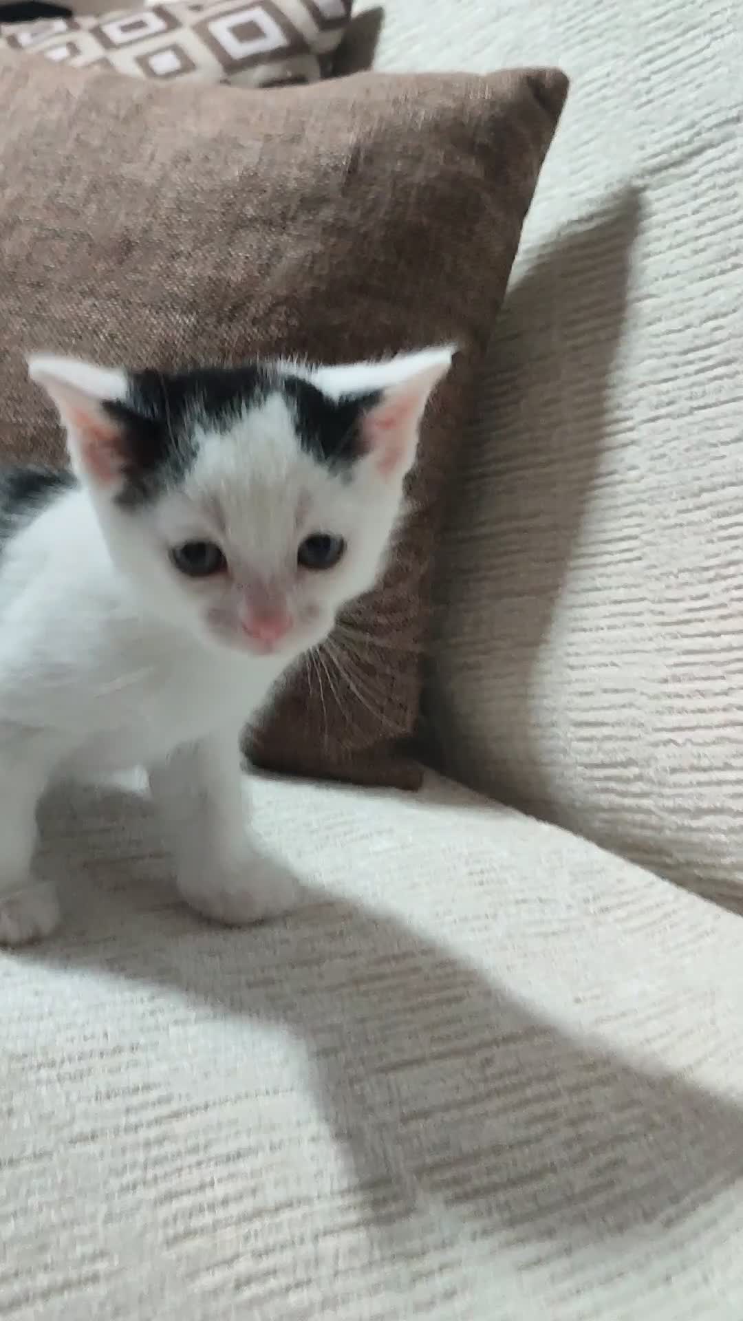 Mixed Breed cats for sale: 2 Kittens Ready for New Homes, 10 Weeks Old - Video 5