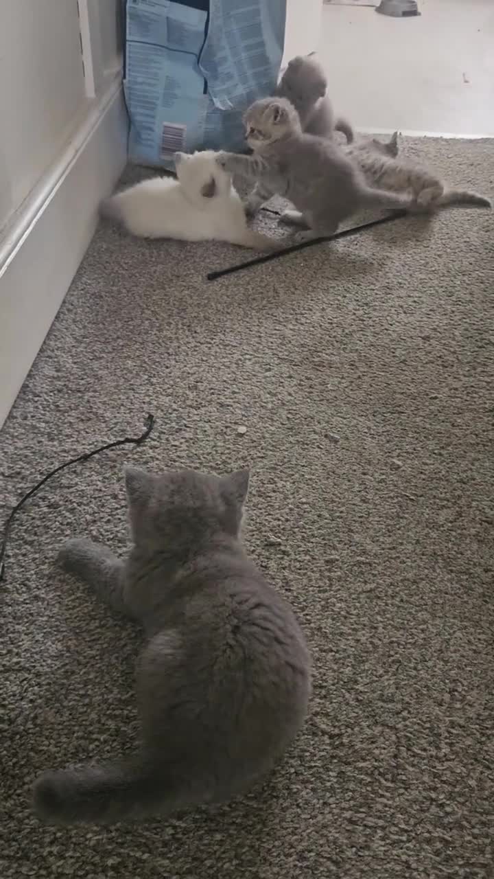 British Shorthair cats for sale: British Shorthair kittens!  - Video 1