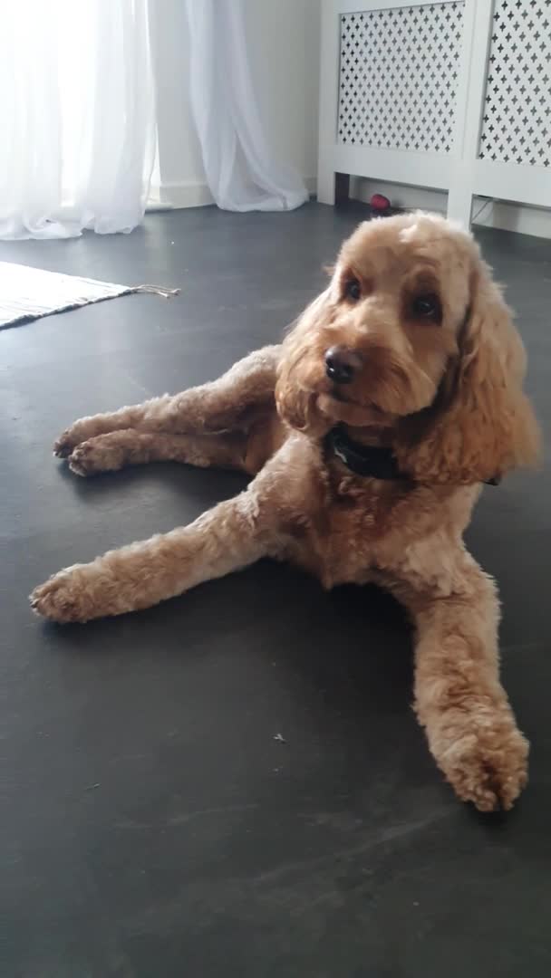 Cockapoo dogs for stud: Proven DNA tested red F1 Cockapoo Charlie for Stud in Milton Keynes - Video 1