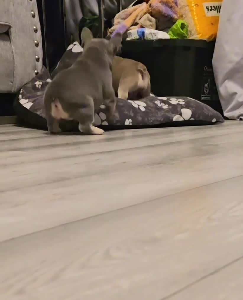 French Bulldog dogs for sale: Last 1 available,New shade Isabella French bulldog - Video 2