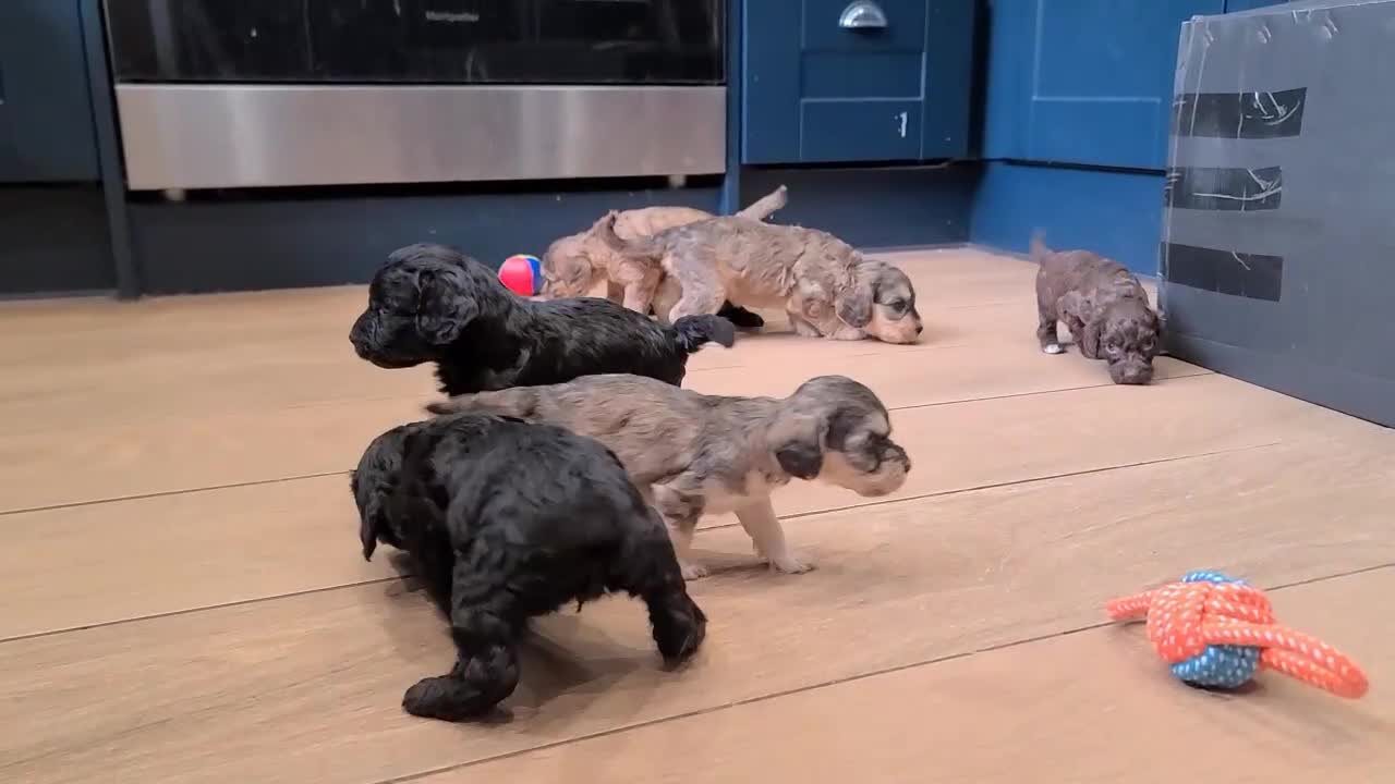 Cockapoo dogs for sale: Super Socialised F1 Cockapoo Puppies. DNA TESTED.  - Video 2