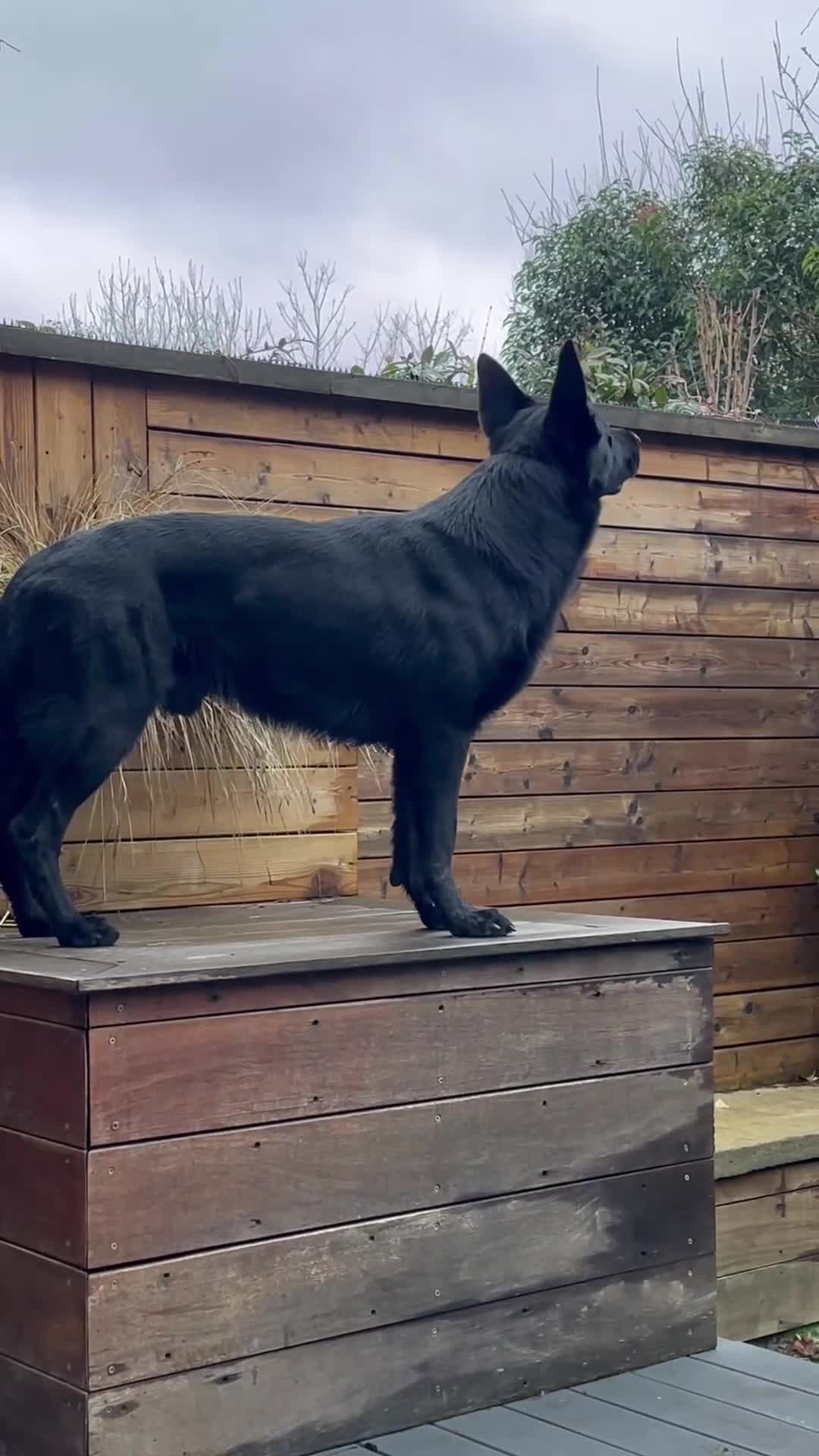 German Shepherd dogs for sale: Solid black German Shepard for sale  - Video 2