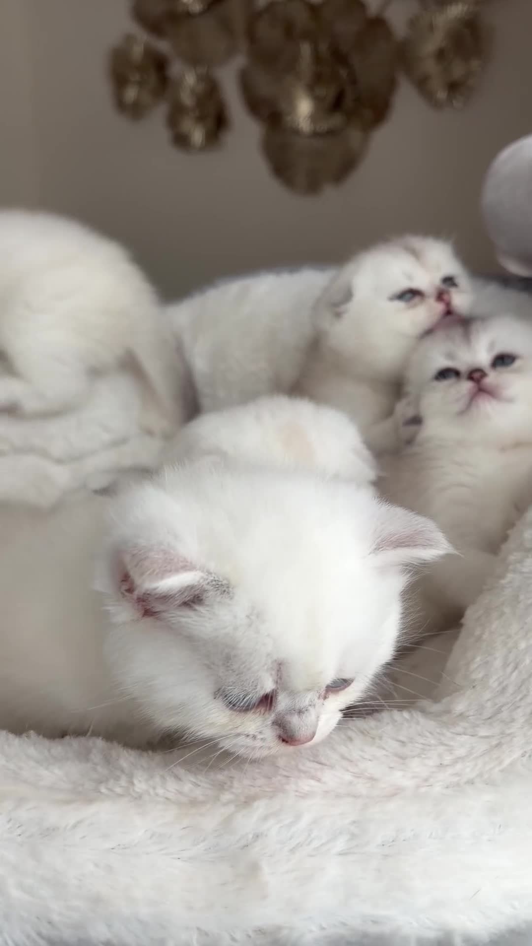 Scottish Fold cats for sale: Adorable Scottish Fold Kitten  - Video 3