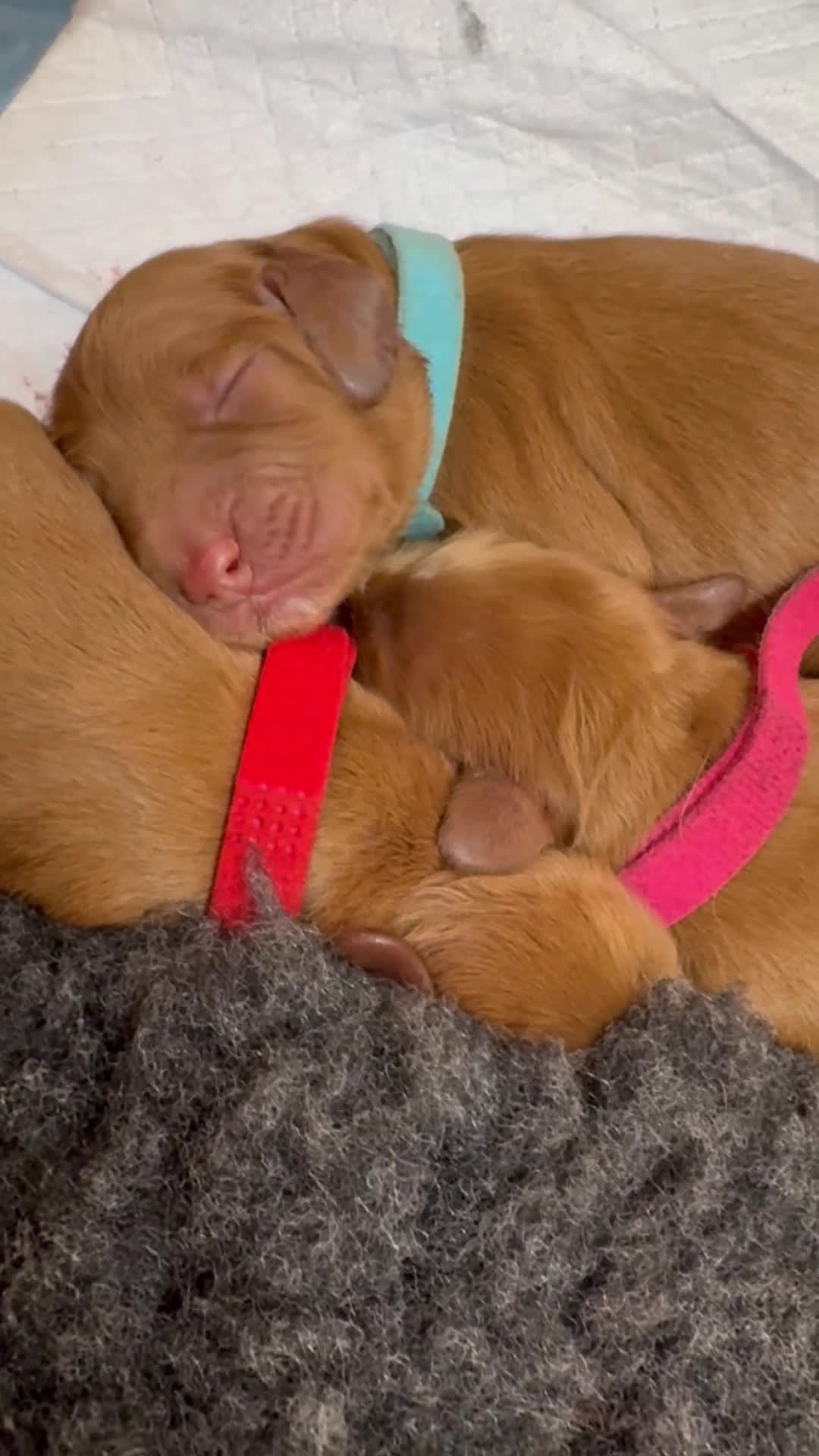 Cockapoo dogs for sale: Beautiful Deep Red Cockerpoo Litter Health Checked - Video 2