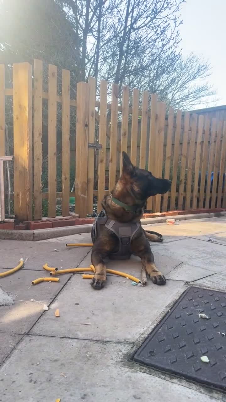 Belgian Shepherd Dog dogs for sale: Belgium Shepherd Malinois  in Birmingham - Video 1