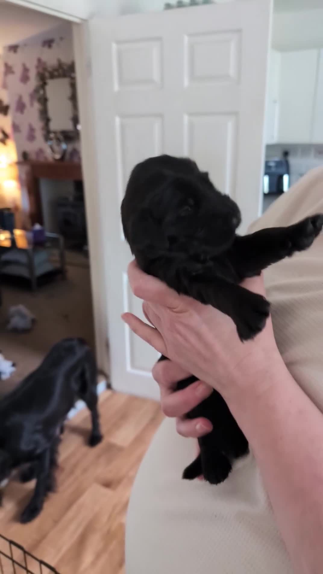 Flat coated Retriever dogs for sale: KC registered flat coated retriever puppies  - Video 1