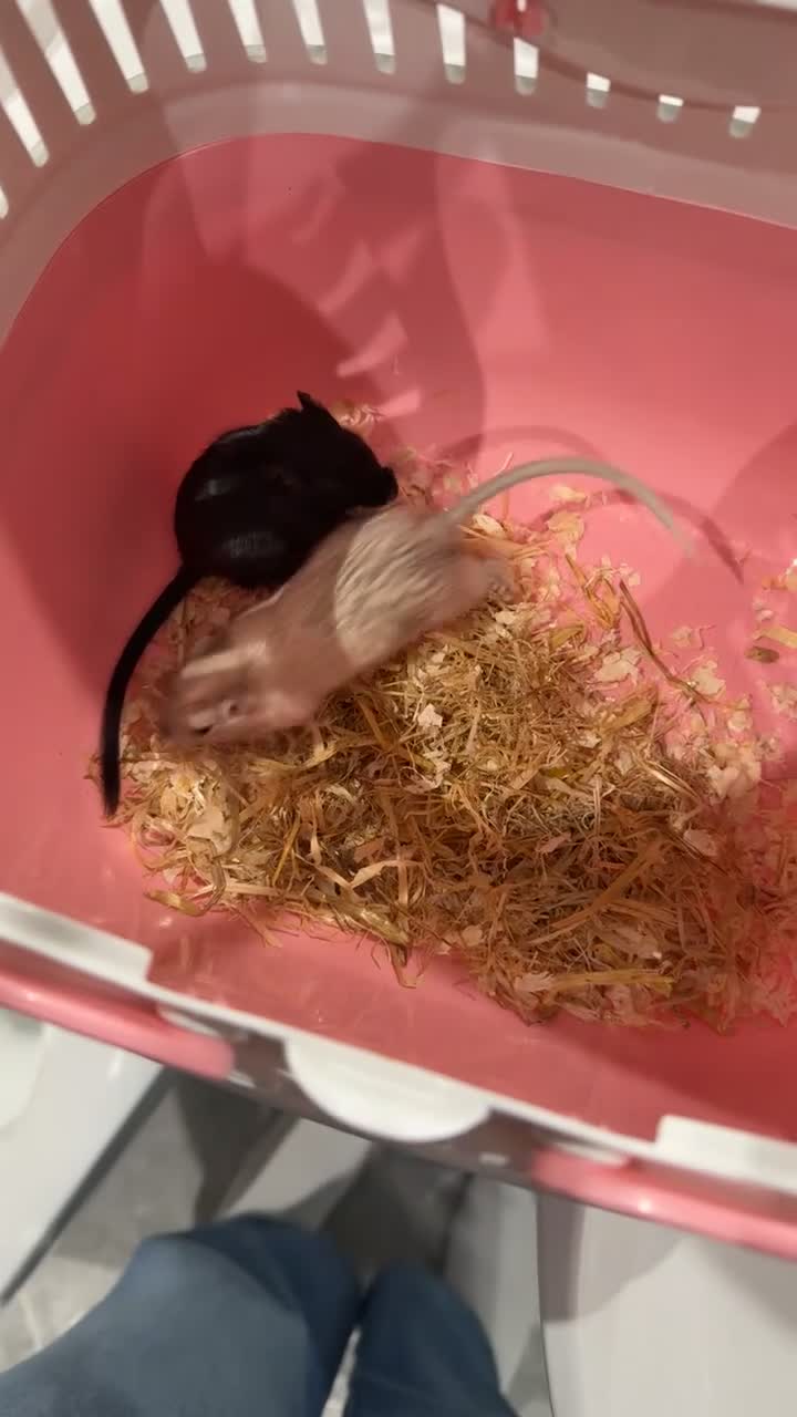Gerbil rodents for sale: Baby Gerbil Sisters + Full Cage Setup - Video 2
