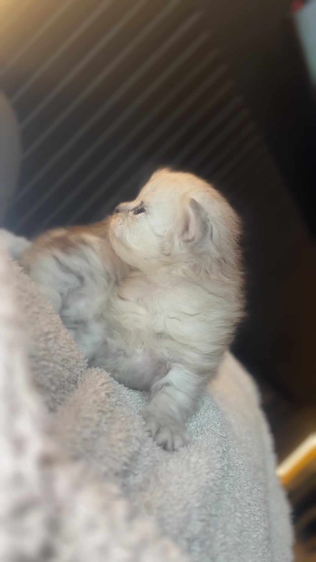 Persian cats for sale: Persian Kittens - Video 5