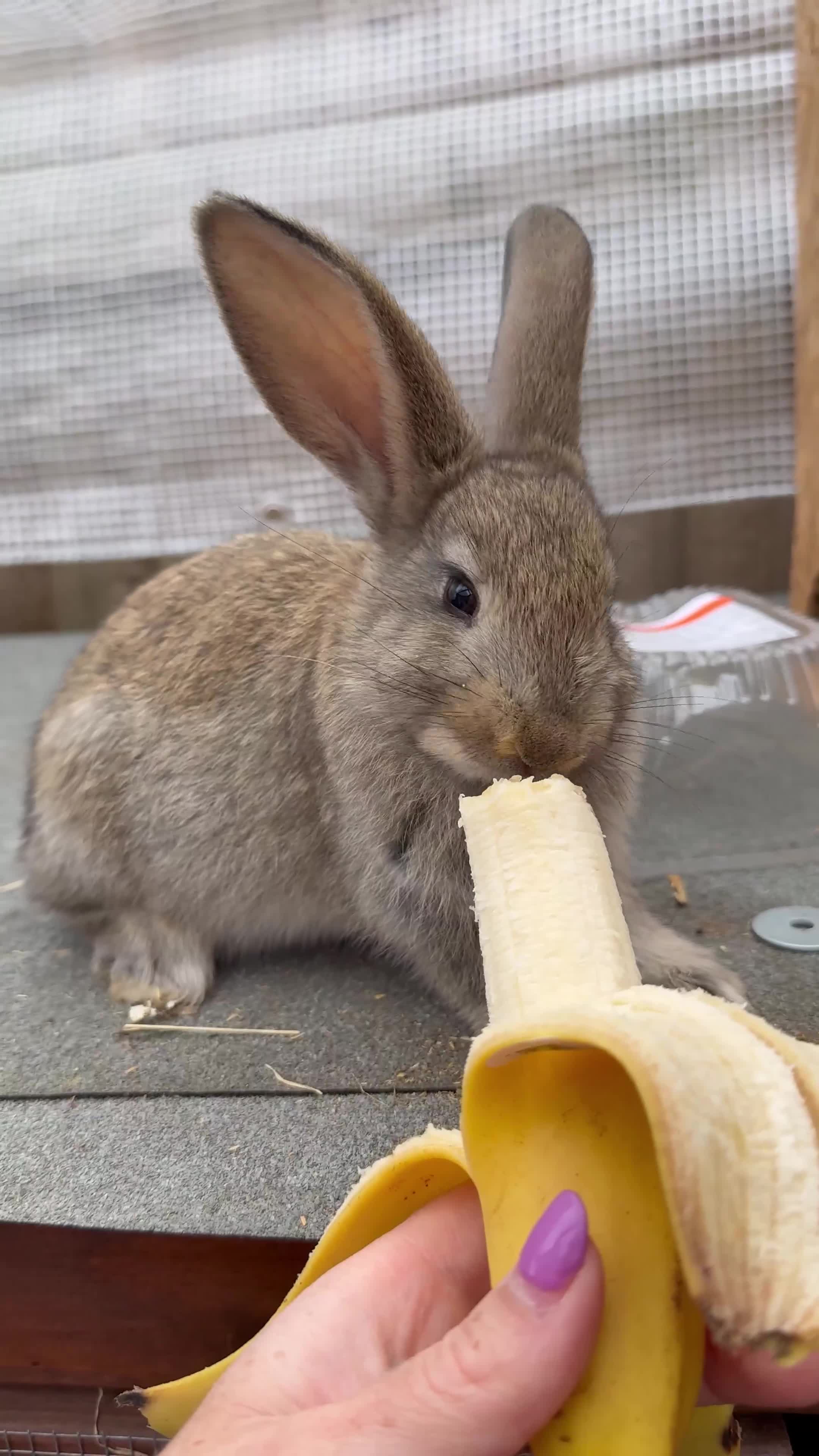 Continental Giant rabbits for sale: Continental Giant X New Zealand White - Video 1