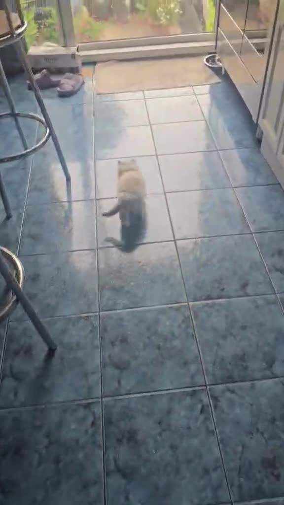 Ragdoll cats for sale: Ragdoll - Video 1