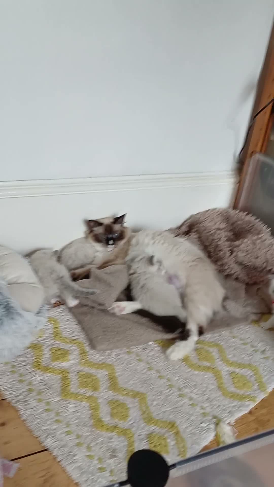 Ragdoll cats for sale: Ragdoll kittens in Edinburgh - Video 1