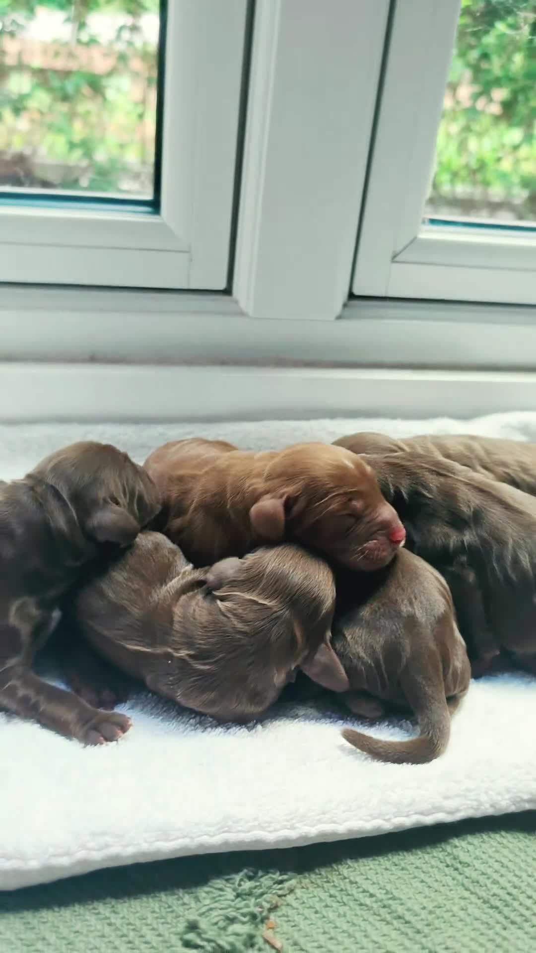 Cocker Spaniel dogs for sale:  Working Chocolate spaniels babies - Video 1