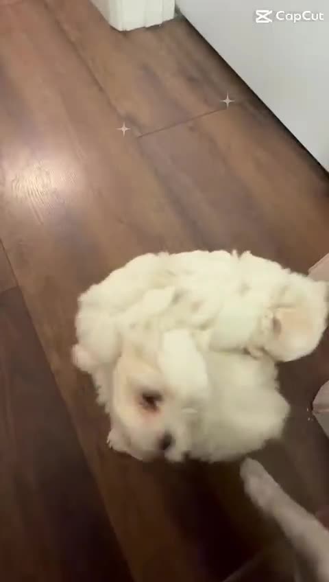 Maltese dogs for sale: ✨ Mini Korean Maltese Puppies, boy and girl ✨ - Video 3