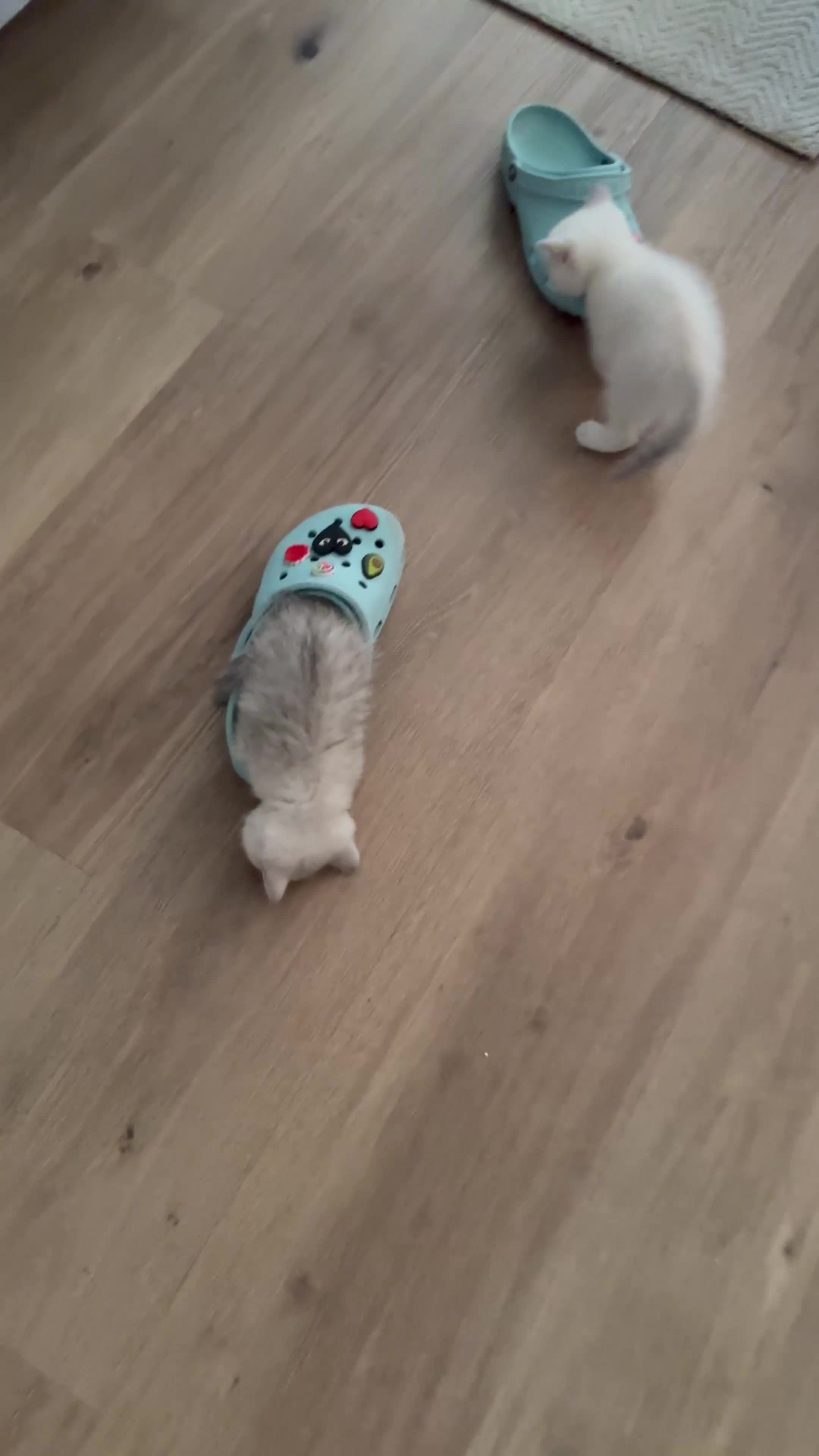 British Shorthair cats for sale: ☀️💕Beautiful baby British Shorthair ☀️💕 - Video 1