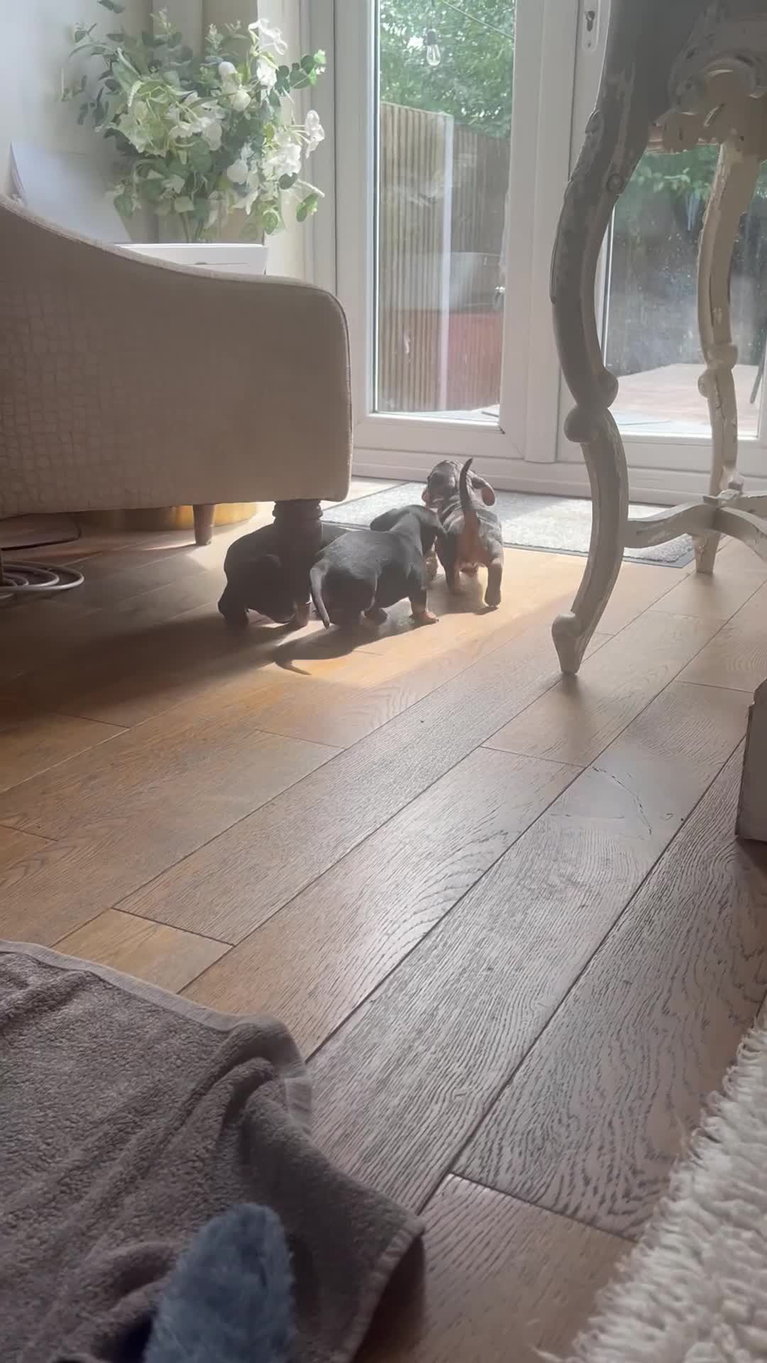 Miniature Dachshund dogs for sale: Miniature Dachshund Puppies - Video 2
