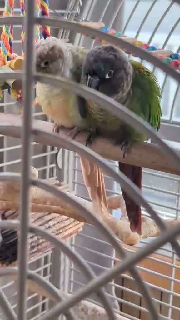 Conures birds for sale: Bonded Pair of Conures (Green Cheek & Pineapple) - Video 1