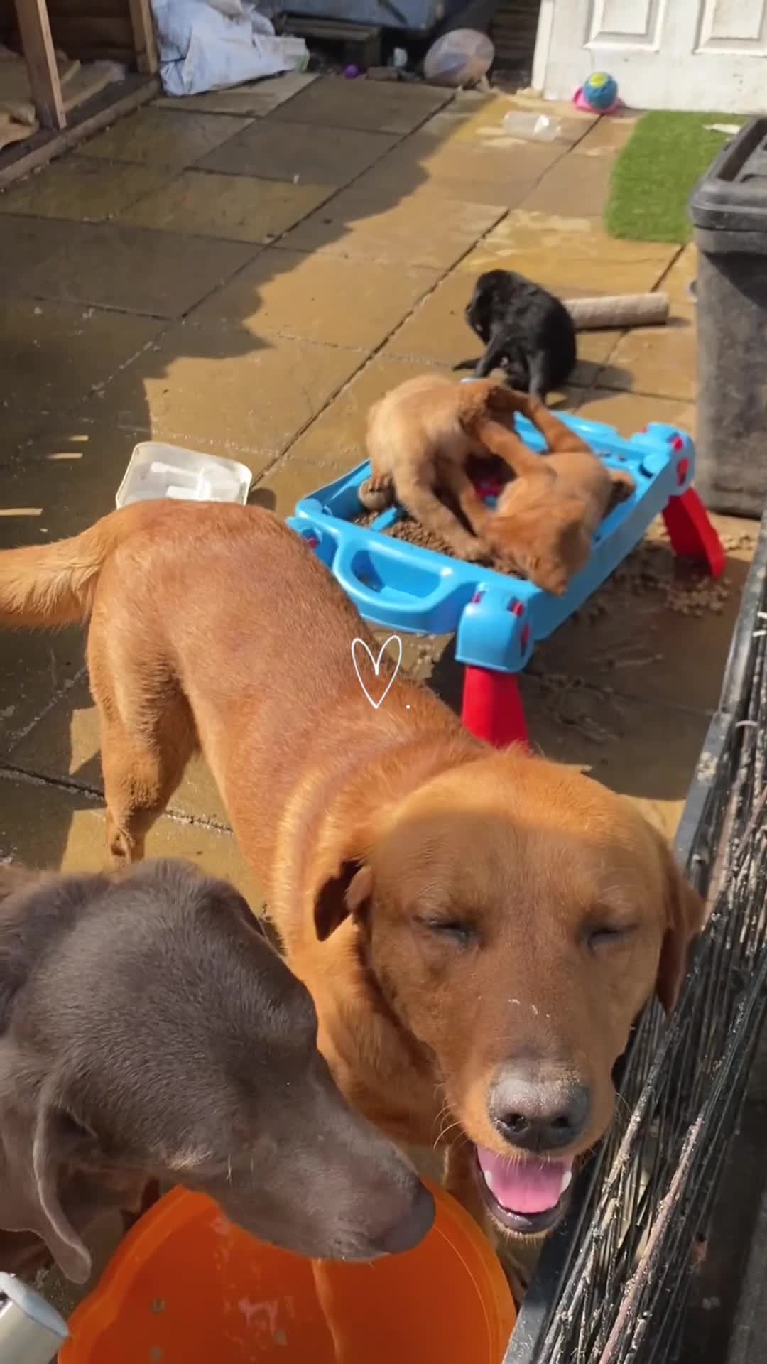 Labrador Retriever dogs for sale: Kc reg Labrador puppies injections flea worm chip - Video 2