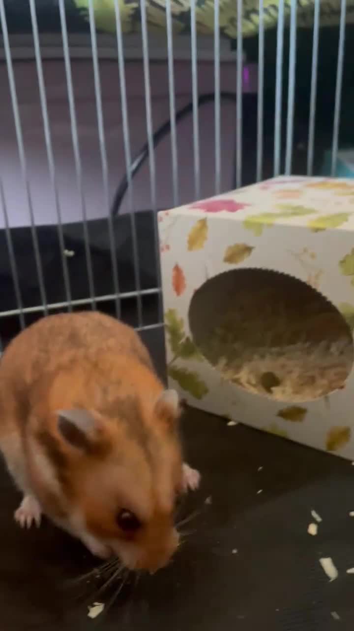 Hamster rodents for sale: Gorgeous male Syrian hamster named Mahogany…  - Video 1
