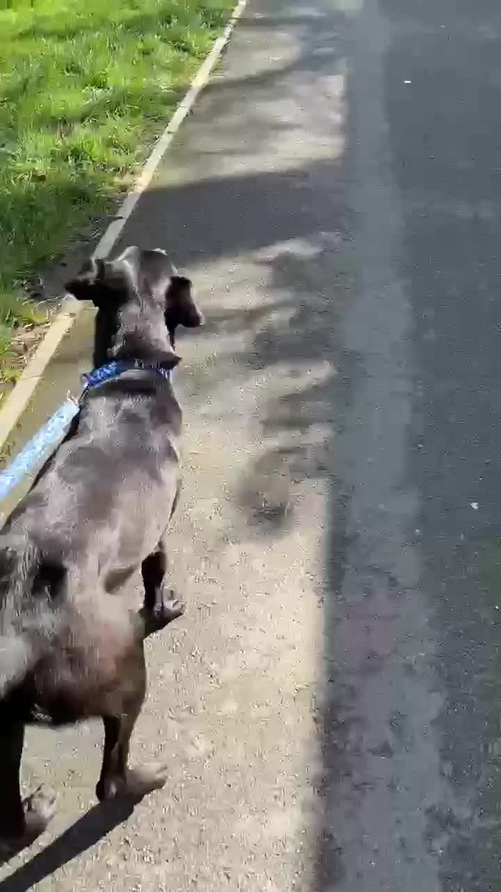 Mixed Breed dogs for adoption: Dobby - Video 3